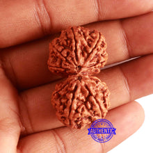 Load image into Gallery viewer, Gaurishanker Nepalese Rudraksha Bead No. 255