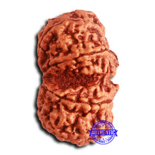 Load image into Gallery viewer, Gaurishanker Nepalese Rudraksha Bead No. 255