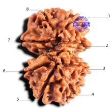 Load image into Gallery viewer, Gaurishanker Nepalese Rudraksha Bead No. - 256
