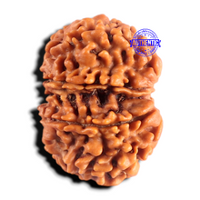 Load image into Gallery viewer, Gaurishanker Nepalese Rudraksha Bead No. - 256