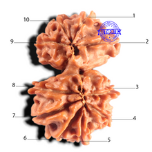 Load image into Gallery viewer, Gaurishanker Nepalese Rudraksha Bead No. - 257