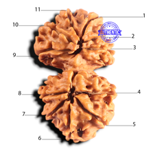 Load image into Gallery viewer, Gaurishanker Nepalese Rudraksha Bead No. - 258