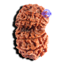 Load image into Gallery viewer, Gaurishanker Nepalese Rudraksha Bead No. - 259