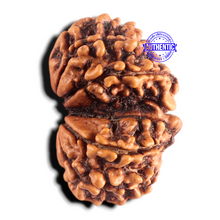 Load image into Gallery viewer, Gaurishanker Nepalese Rudraksha Bead No. - 261