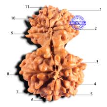 Load image into Gallery viewer, Gaurishanker Nepalese Rudraksha Bead No. - 262