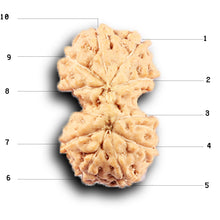 Load image into Gallery viewer, Gaurishanker Rudraksha from Indonesia -212