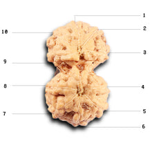 Load image into Gallery viewer, Gaurishanker Rudraksha from Indonesia -213