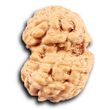 Load image into Gallery viewer, Gaurishanker Rudraksha from Indonesia -213