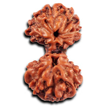 Load image into Gallery viewer, Gaurishanker Rudraksha from Indonesia -215