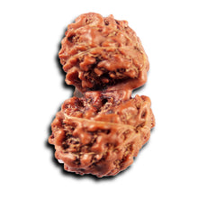 Load image into Gallery viewer, Gaurishanker Rudraksha from Indonesia -215