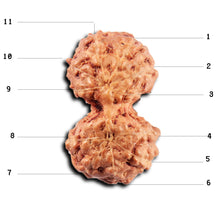 Load image into Gallery viewer, Gaurishanker Rudraksha from Indonesia -218