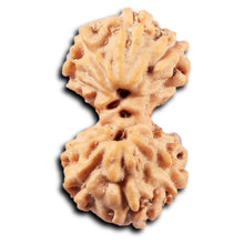 Load image into Gallery viewer, Gaurishanker Rudraksha from Indonesia -220