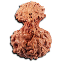 Load image into Gallery viewer, Gaurishanker Rudraksha from Indonesia -221