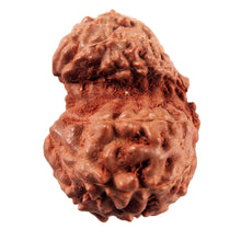 Load image into Gallery viewer, Gaurishanker Rudraksha from Indonesia -221