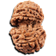 Load image into Gallery viewer, Gaurishanker Rudraksha from Indonesia -223