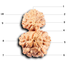 Load image into Gallery viewer, Gaurishanker Rudraksha from Indonesia - 224