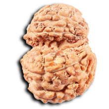 Load image into Gallery viewer, Gaurishanker Rudraksha from Indonesia - 224