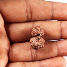 Load image into Gallery viewer, Gaurishanker Rudraksha from Indonesia - 225