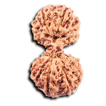 Load image into Gallery viewer, Gaurishanker Rudraksha from Indonesia - 226