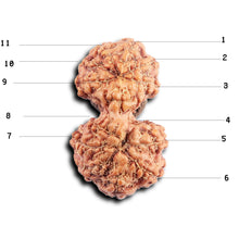 Load image into Gallery viewer, Gaurishanker Rudraksha from Indonesia - 191