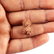 Load image into Gallery viewer, Gaurishanker Rudraksha from Indonesia - 191
