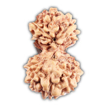 Load image into Gallery viewer, Gaurishanker Rudraksha from Indonesia - 193