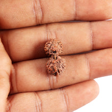 Load image into Gallery viewer, Gaurishanker Rudraksha from Indonesia -194