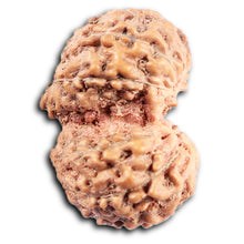 Load image into Gallery viewer, Gaurishanker Rudraksha from Indonesia - 196