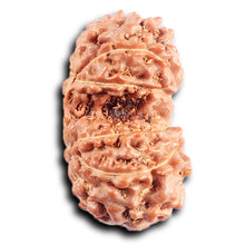 Load image into Gallery viewer, Gaurishanker Rudraksha from Indonesia - 198