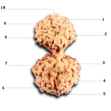 Load image into Gallery viewer, Gaurishanker Rudraksha from Indonesia - 199