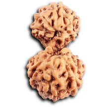 Load image into Gallery viewer, Gaurishanker Rudraksha from Indonesia - 199
