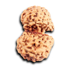 Load image into Gallery viewer, Gaurishanker Rudraksha from Indonesia - 199
