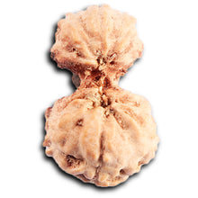 Load image into Gallery viewer, Gaurishanker Rudraksha from Indonesia - 201