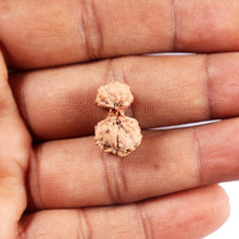 Load image into Gallery viewer, Gaurishanker Rudraksha from Indonesia - 201