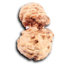 Load image into Gallery viewer, Gaurishanker Rudraksha from Indonesia - 201