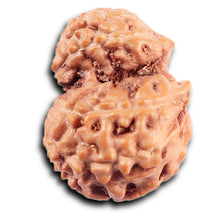 Load image into Gallery viewer, Gaurishanker Rudraksha from Indonesia - 202