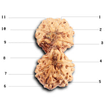 Load image into Gallery viewer, Gaurishanker Rudraksha from Indonesia -204