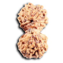 Load image into Gallery viewer, Gaurishanker Rudraksha from Indonesia -204