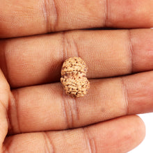 Load image into Gallery viewer, Gaurishanker Rudraksha from Indonesia -204