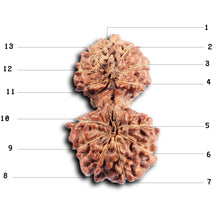 Load image into Gallery viewer, Gaurishanker Rudraksha from Indonesia -205