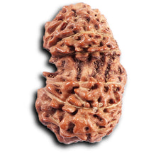 Load image into Gallery viewer, Gaurishanker Rudraksha from Indonesia -205