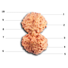 Load image into Gallery viewer, Gaurishanker Rudraksha from Indonesia -206