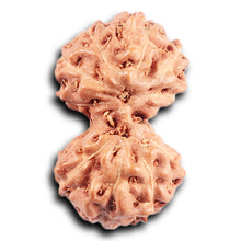 Load image into Gallery viewer, Gaurishanker Rudraksha from Indonesia -206