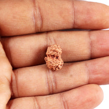 Load image into Gallery viewer, Gaurishanker Rudraksha from Indonesia -206
