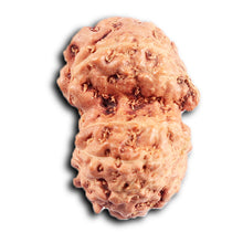 Load image into Gallery viewer, Gaurishanker Rudraksha from Indonesia -206