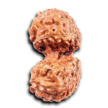 Load image into Gallery viewer, Gaurishanker Rudraksha from Indonesia - 207