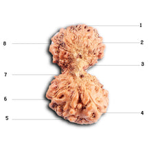 Load image into Gallery viewer, Gaurishanker Rudraksha from Indonesia -208