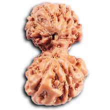 Load image into Gallery viewer, Gaurishanker Rudraksha from Indonesia -208