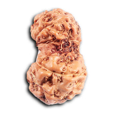 Load image into Gallery viewer, Gaurishanker Rudraksha from Indonesia -208