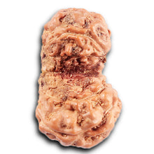 Load image into Gallery viewer, Gaurishanker Rudraksha from Indonesia -208
